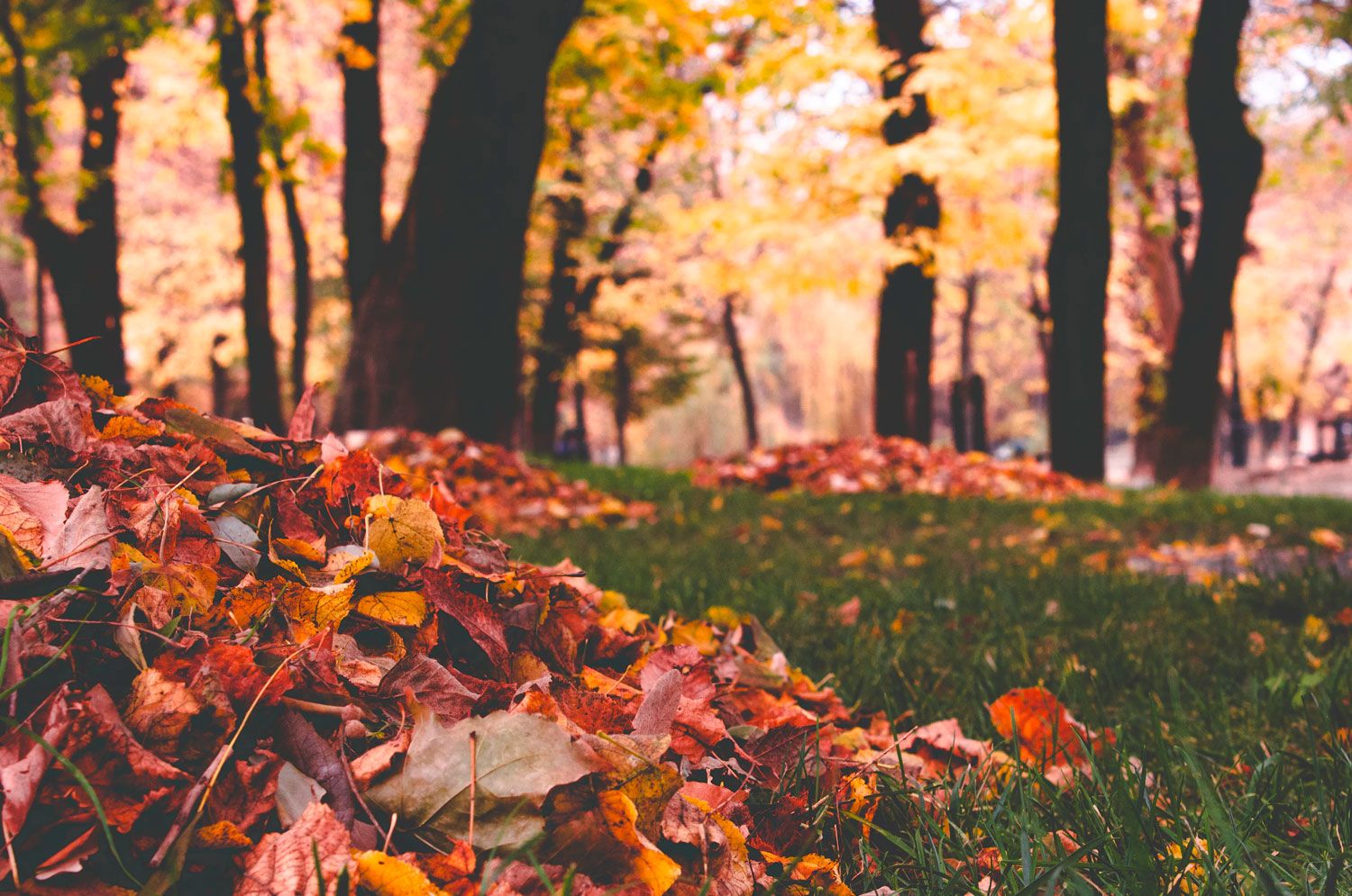 Raking Leaves raking-leaves